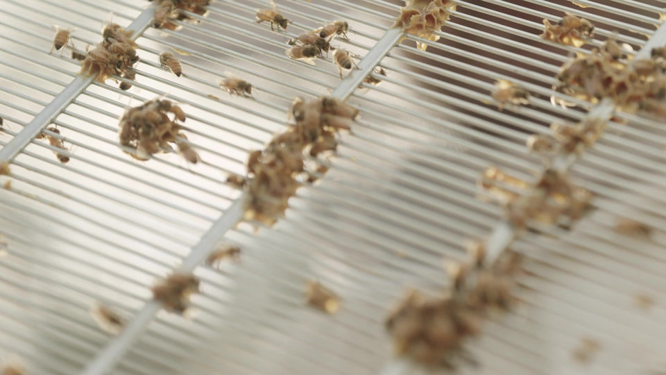 Black Bee Apiary